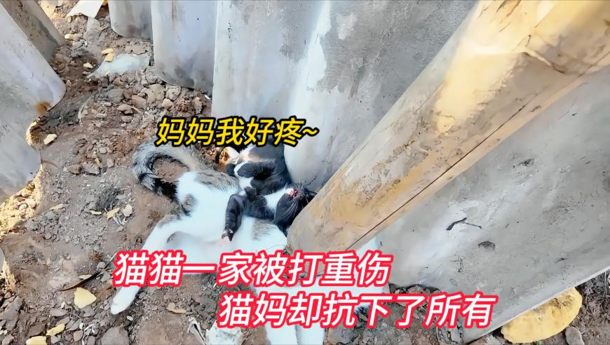 香港管家婆二四六资料,大爷豪横扫货黄金：钱多买着玩,国产化作答解释落实_手机版V12.9