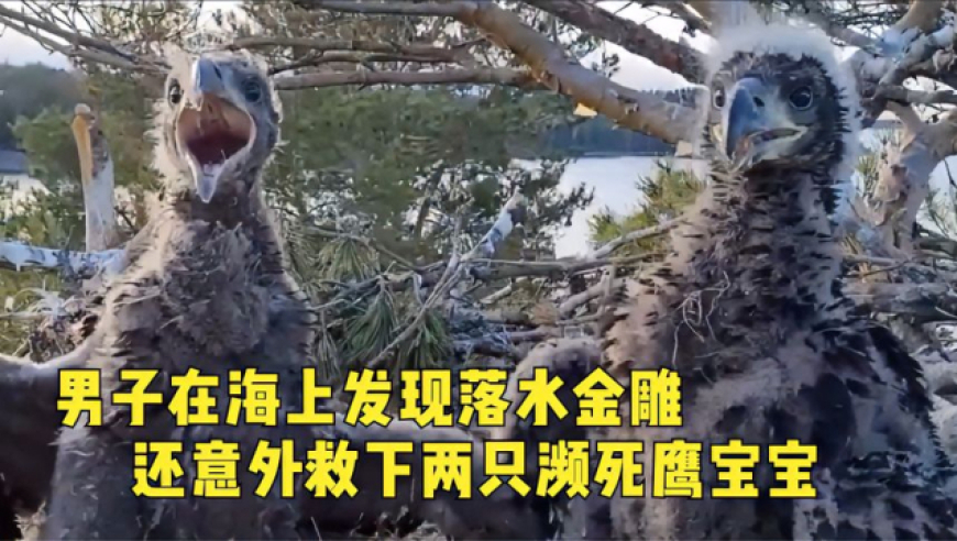 DeepSeek测出理想伴侣仅存个位数,2025香港资料免费资料大全,展开计划实施_社交版V14.36